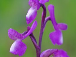 Anacamptis_champagneuxii_Minde